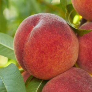 Harilik virsikupuu 'Red Haven'