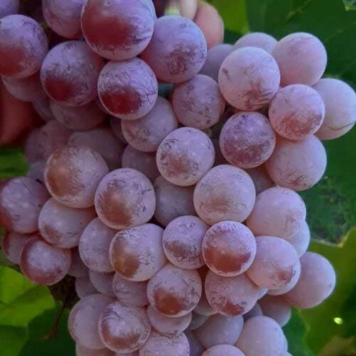 Viinapuu 'Reliance' (seemnevaba)