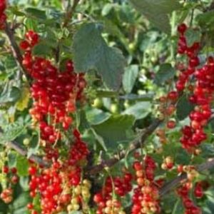 Punane sõstar 'Rovada'