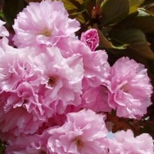 Peensaagjas kirsipuu 'Royal Burgundy'