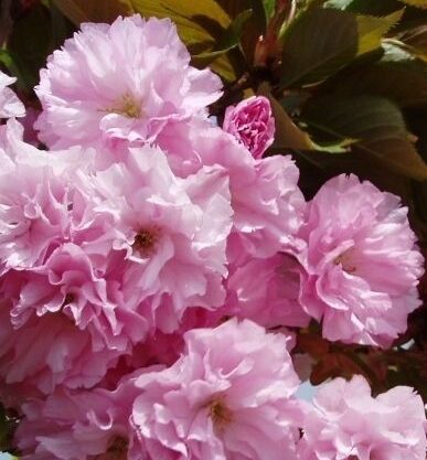 Peensaagjas kirsipuu 'Royal Burgundy'