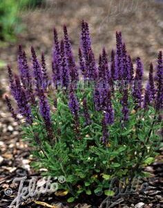 Metssalvei 'Merleau Blue'