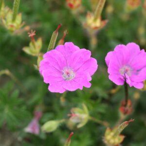 Verev kurereha 'Max Frei'