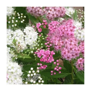 Jaapani enelas 'Genpei (Shirobana)'