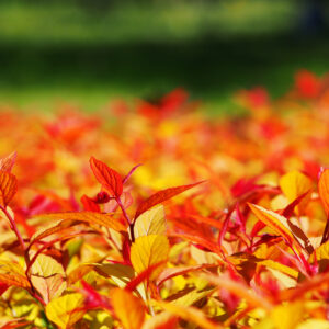 Jaapani enelas 'Goldflame'