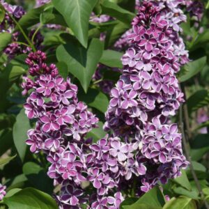 Harilik sirel 'Sensation'