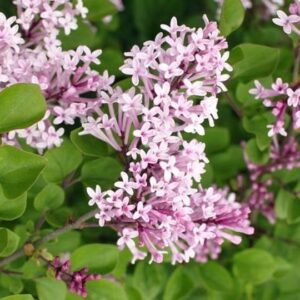 Meyeri sirel 'Palibin'