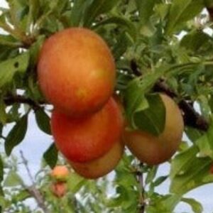 Haraline ploomipuu 'Skoroplodnaja'