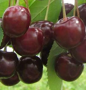 Hapukirss 'Shokoladnica'