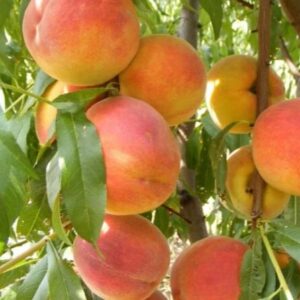 Harilik virsikupuu 'Sočnyj'