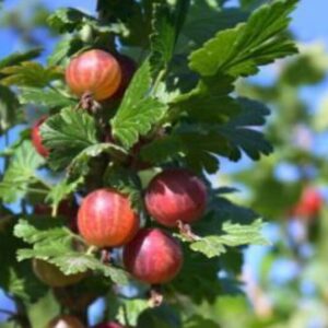 Aed-karusmari 'Spinefree'