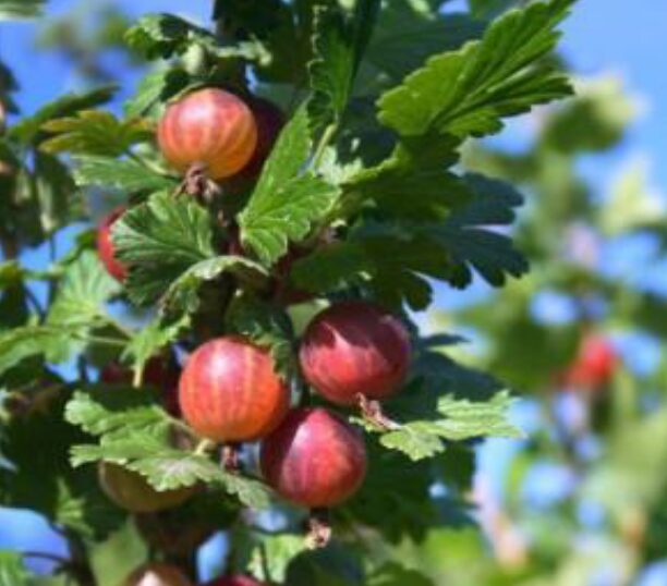 Aed-karusmari 'Spinefree'