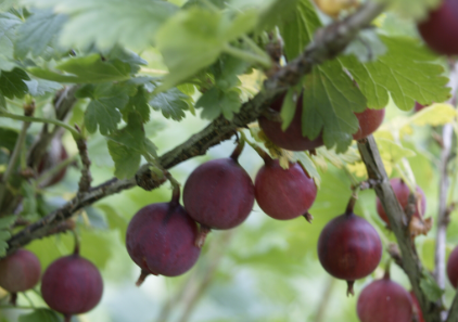 Aed-karusmari 'Spinefree' - Image 2