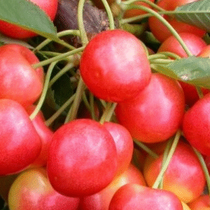 Maguskirss 'Stardust'