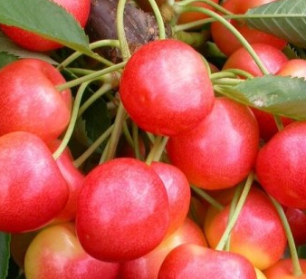 Maguskirss 'Stardust'