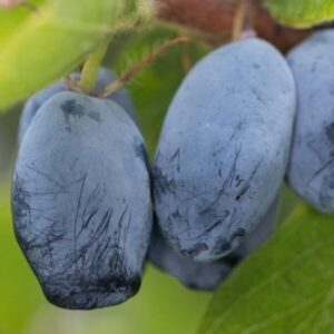 Söödav kuslapuu 'Strawberry Sensation'