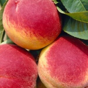 Harilik virsikupuu 'Suncrest'