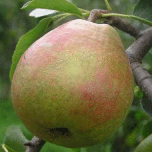 Harilik pirnipuu 'Suvenirs'