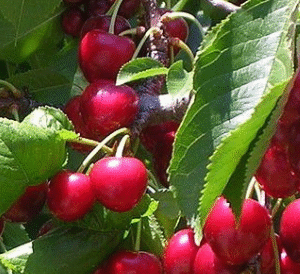 Maguskirss 'Sweetheart'