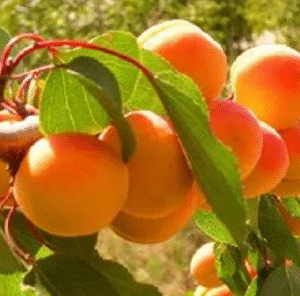 Harilik aprikoosipuu 'Tiina'