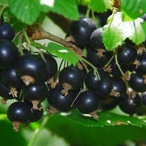 Must sõstar 'Tisel'