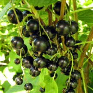 Must sõstar 'Titania'