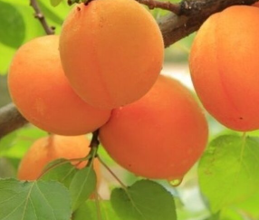 Harilik aprikoosipuu 'Tros Oranje'