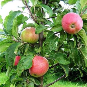 Sammasõunapuu 'Uldis'