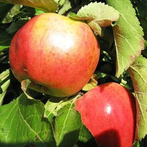 Sammasõunapuu 'Vasiugan'