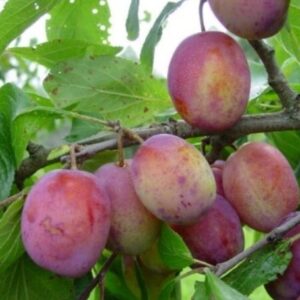 Aed-ploomipuu 'Victoria'