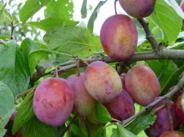 Aed-ploomipuu 'Victoria'