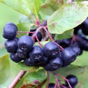 Must aroonia 'Viking'