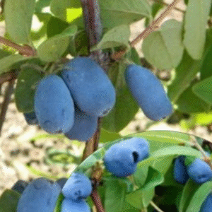 Söödav kuslapuu 'Wojtek'