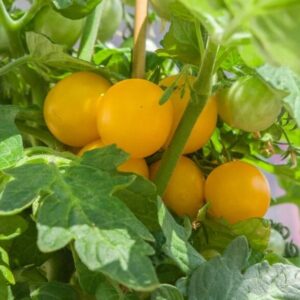 Tomat 'Balcony Yellow'