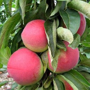 Sammasõunapuu 'Zane'