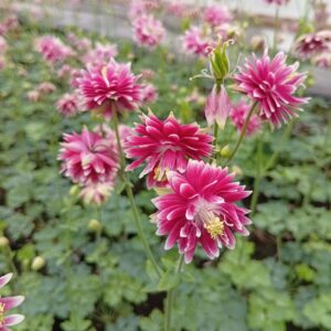 Harilik kurekell 'Nora Barlow'