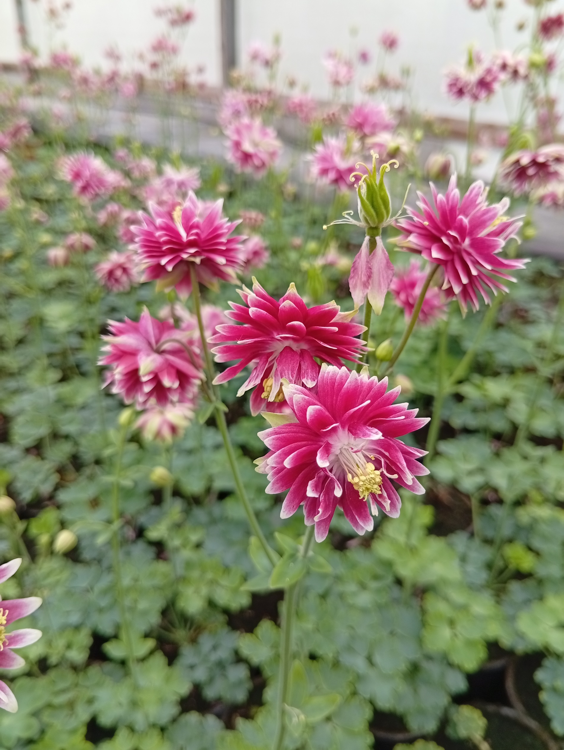 Harilik kurekell 'Nora Barlow'