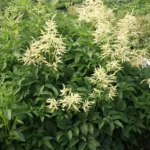 Kamtšatka kitseenelas