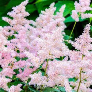 Jaapani astilbe 'Europa'
