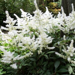 Jaapani astilbe 'Washington'