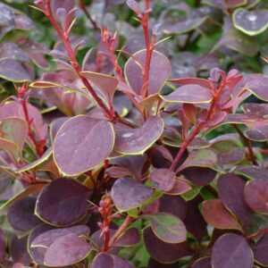 Thunbergi Kukerpuu ‘Neon’