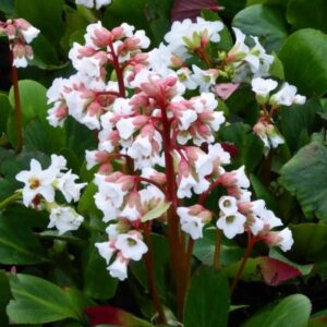 Südajalehine bergeenia 'Bressingham White'