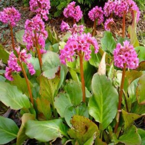 Südajalehine bergeenia