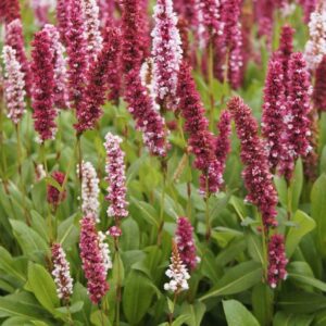 Lähis-ussitatar 'Darjeeling Red'