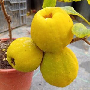 Jaapani ebaküdoonia 'Sargentii'