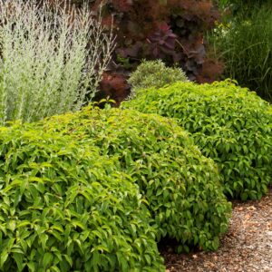 Võsund-kontpuu 'Kelsey Dwarf'