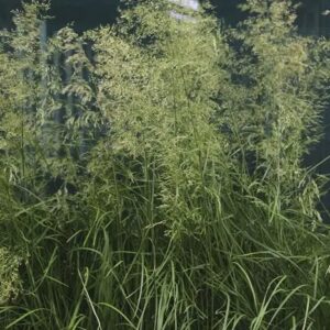 Luht-kastevars 'Tardiflora'