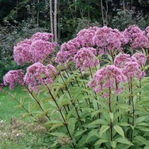 Laiguline vesikanep 'Riesenschirm'