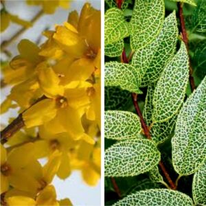 Korea forsüütia 'Kumsom'