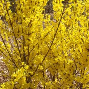 Värdforsüütia 'Minigold'